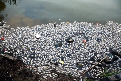 Cá chết trắng kênh sau cửa xả của nhà máy Coca Cola ở Đà Nẵng