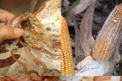 Thực phẩm mốc phá hủy nội tạng, gây ung thư gan