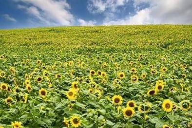 Du lịch Nghệ An: Lại thêm một mùa hoa hướng dương mời gọi