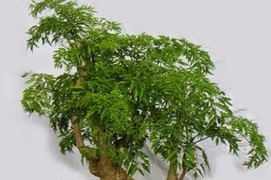 Kỹ thuật trồng cây đinh lăng: Cây thuốc quý dân gian