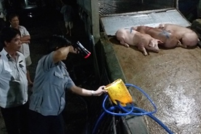 Bắt quả tang 1 cơ sở bơm thức ăn vào heo tại Vĩnh Long