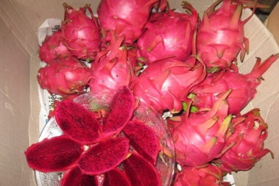 Kỹ thuật trồng cây thanh long ruột đỏ cho năng suất cao