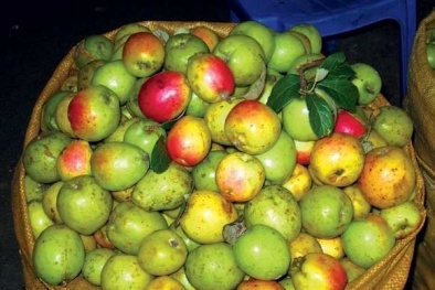 Kỹ thuật trồng táo mèo cho năng suất cao