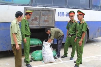 Thanh Hóa: Bắt xe khách vận chuyển nội tạng, bì lợn thối đi tiêu thụ