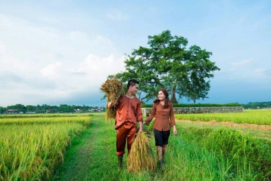 Bộ ảnh cưới tuyệt đẹp giữa đồng lúa chín xứ Nghệ gây bão dân mạng