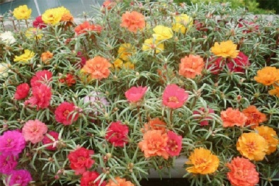 Kỹ thuật trồng hoa mười giờ nở nhiều hoa rực rỡ sắc màu