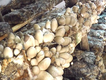 Kỹ thuật trồng nấm rơm cho năng suất cao