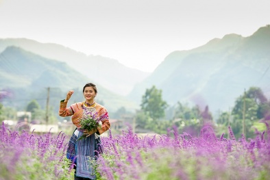 Giới trẻ phát sốt với vườn hoa oải hương trên cao nguyên Lào Cai