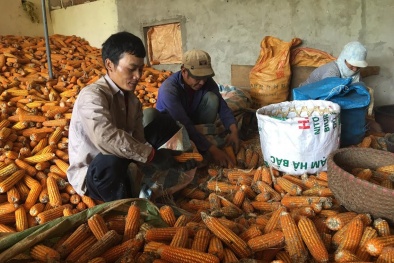 Sơn La gặp mùa ngô 'đắng', dân nghèo bán rẻ ngô giá 1.000 đồng/ kg làm phân bón