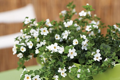 Kỹ thuật trồng hoa trong chậu cảnh chuẩn nhất