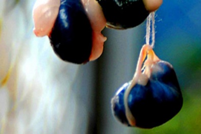 Bồi bổ 'thần dược' mật động vật: Rước ổ ký sinh trùng vào người!