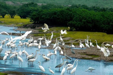 Có một vườn cò giữa lòng Sài Gòn đầy thơ mộng