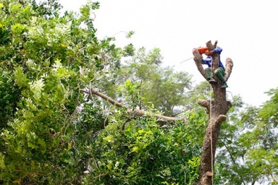 Hà Nội di dời cây xanh phố Kim Mã về vườn ươm tránh đường sắt trên cao