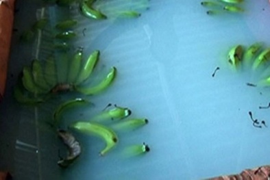 Hoa quả tươi lâu nhờ ngâm thuốc bảo vệ thực vật