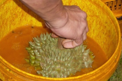 Kinh hoàng với sầu riêng ngâm hóa chất