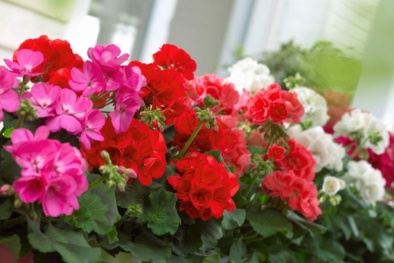 Kỹ thuật trồng hoa ở ban công cho ngôi nhà thêm xinh