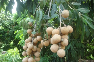 Kỹ thuật trồng nhãn cho quả sai trĩu cành