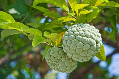 Mãng cầu và những lợi ích 'siêu dinh dưỡng' mà bạn chưa biết