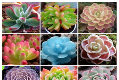 Kỹ thuật trồng sen đá đơn giản nhất, dễ chăm sóc