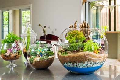 Kỹ thuật trồng cây cảnh trong lọ thủy tinh cực đáng yêu