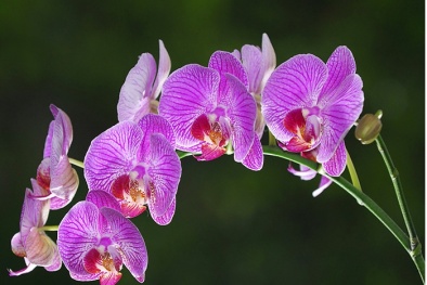 Kỹ thuật trồng lan Hồ Điệp trong chậu tại nhà nở hoa rực rỡ