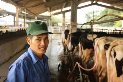 Thị trấn 600 tỷ phú, lái ôtô dạo thăm bò ở Nông trường Mộc Châu