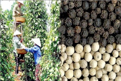 Chiếu xạ nông sản xuất khẩu đã trở thành bắt buộc ở nhiều nước