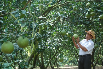 Dân văn phòng ‘lác mắt‘ nông dân thu nhập 30 tỷ/năm nhờ trồng cây hiếm