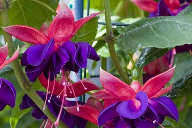 Kỹ thuật trồng hoa lồng đèn kép cho hoa rực rỡ sắc màu