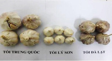 Phân biệt tỏi Việt Nam và tỏi Trung Quốc