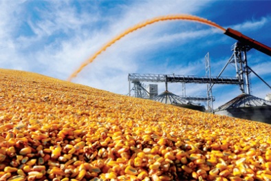 Việt Nam từ chối nhập bột bã ngô từ Mỹ vì nhiễm mọt nguy hiểm