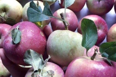 Hà Giang không trồng được táo đá nhưng táo đá Hà Giang ngập thị trường