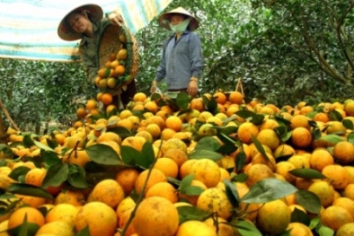 Cam Cao Phong - Hoà Bình đầu mùa được giá bán