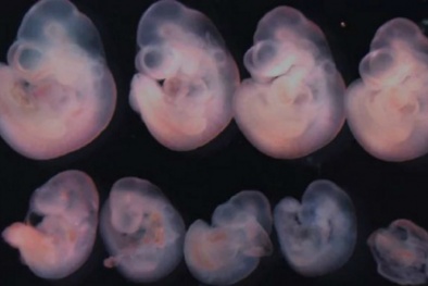 Điều trị vô sinh từ trứng nhân tạo mang hi vọng cho người hiếm muộn