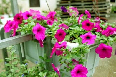 Kỹ thuật trồng hoa Dạ Yến thảo tô điểm cho ban công nhà bạn