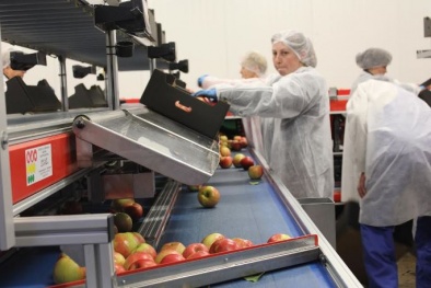 'Mục sở thị' công nghệ canh tác và bảo quản táo Ba Lan tại vùng Grójec