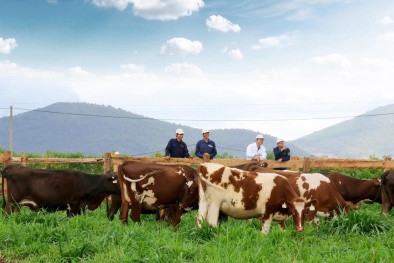 Trang trại bò sữa Organic chuẩn Châu Âu đầu tiên tại Việt Nam