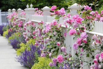 Kỹ thuật trồng hoa hồng leo quanh nhà hoa nở quanh năm