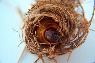 Nguy cơ nhập viện từ 5 món sâu đặc sản