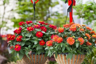 Kỹ thuật trồng hoa cúc nở rực rỡ trong chậu cảnh trưng bày ngày tết