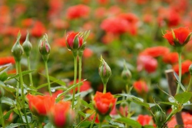 Kỹ thuật trồng hoa hồng tỉ muội ra hoa quanh năm dành cho ai chưa biết