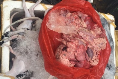 Xe tải chở chó, mèo cạo lông trắng ởn không rõ xuất xứ bị bắt giữ