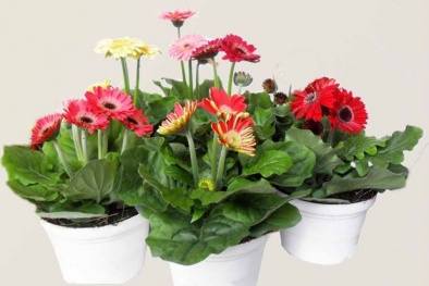 Kỹ thuật trồng hoa đồng tiền trong chậu đẹp ngỡ ngàng