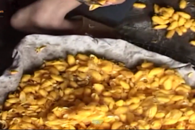 Tin cảnh báo nổi bật ngày 25/10: Hot girl Hà Nội nhập viện vì hút bóng cười