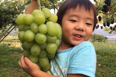 Cận cảnh giống nho Mẫu đơn hơn 1 triệu đồng/kg bà nội trợ Việt mê mẩn