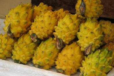 Cận cảnh thanh long vàng giá gần 1 triệu đồng/kg