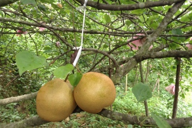 Cao Bằng: Nâng cao năng suất chất lượng các sản phẩm chủ lực