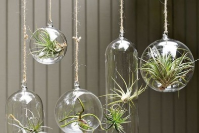 Những loại cây trồng trong nước mang ý nghĩa tài lộc 