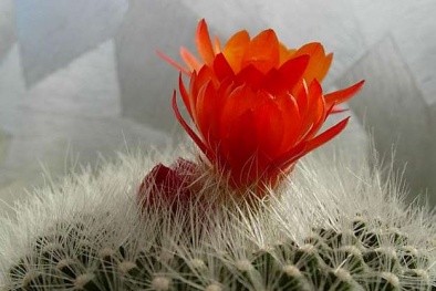 Kỹ thuật trồng xương rồng cho hoa nở quanh năm