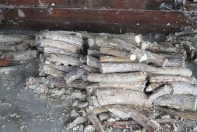 Phát hiện gần 1 tấn nghi ngà voi trị giá khoảng 40 tỷ đồng trong 2 container